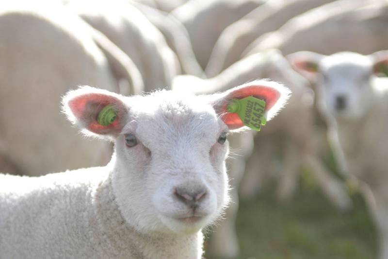 Das Wetter auf Ameland: Alles über das Wattklima